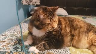 The String That Changed My Cat Forever