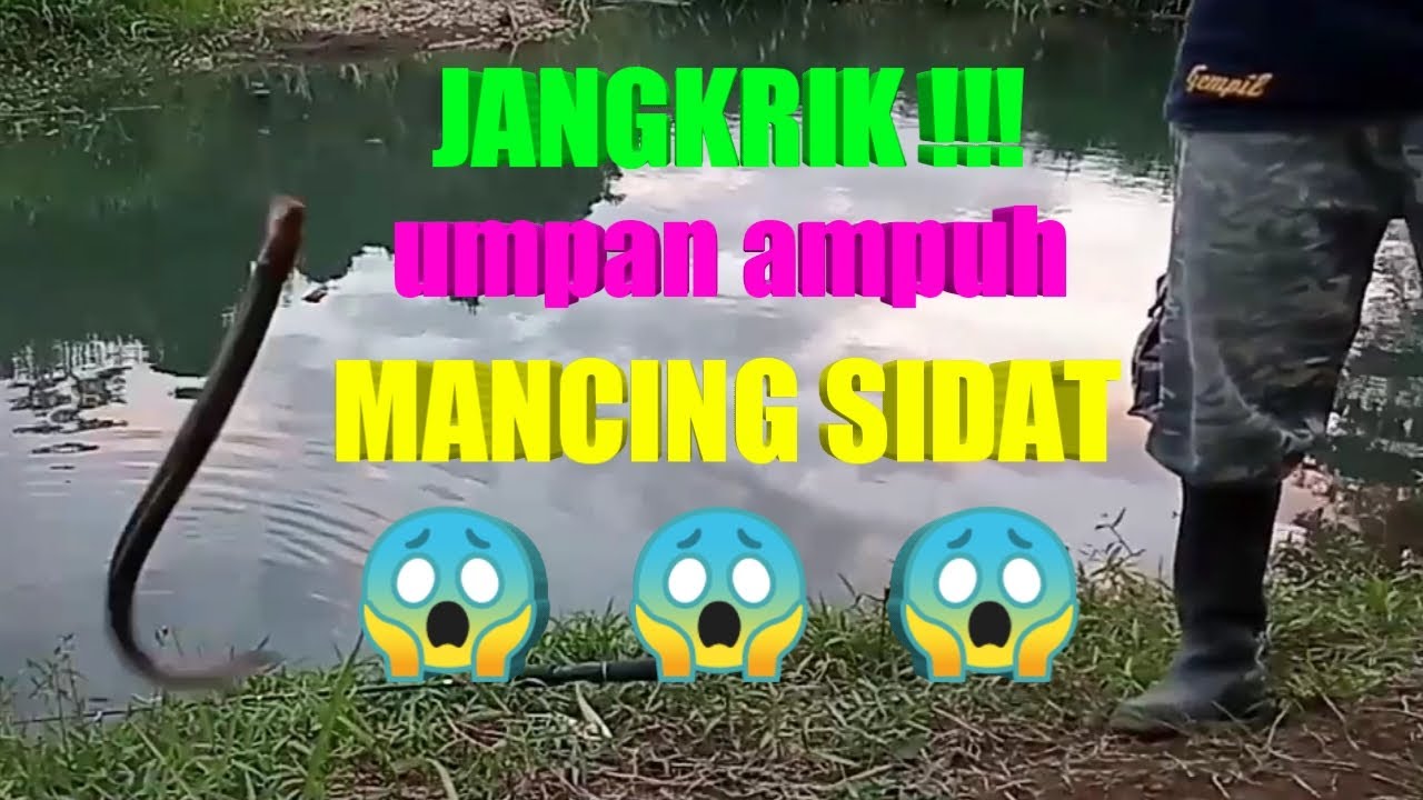 Casting Umpan Jangkrik..