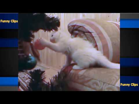 🐱🎄-funny-video-kittens-vs-cats-of-the-christmas-holidays-🎄🐱-funniest-cat-videos-🐱