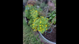 Very Belated Garden Update | End of the Gardening Season 2023 by Onnie's Prairie Garden 83 views 7 months ago 9 minutes, 19 seconds