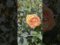 Trandafir floribund SDP 20 by Sănătate din plante #Rose #pepiniera #agro #nature #horticulture #eco