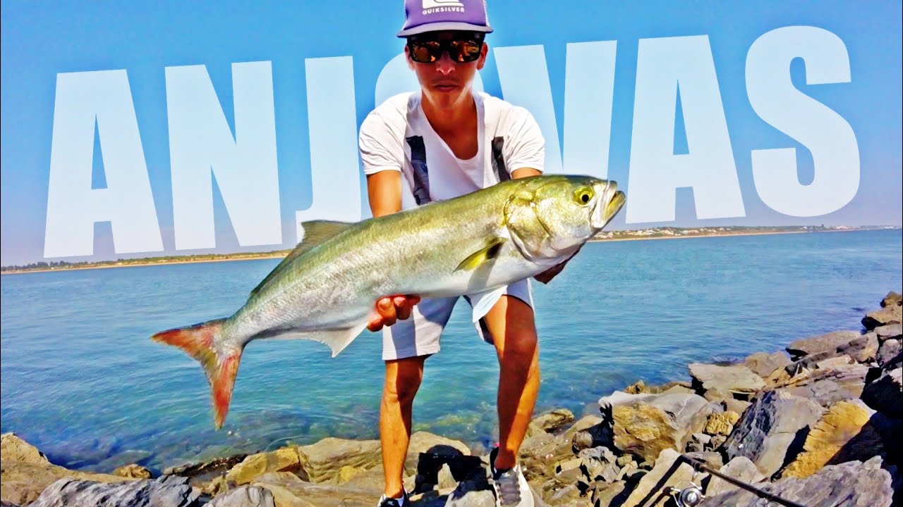 COMO PESCAR ANJOVAS a SPINNING *𝙈𝙀𝙅𝙊𝙍𝙀𝙎 𝙎𝙀𝙉̃𝙐𝙀𝙇𝙊𝙎, 𝙎𝙋𝙊𝙏𝙎, 𝙈𝙊𝙑𝙄𝙈𝙄𝙀𝙉𝙏𝙊𝙎*