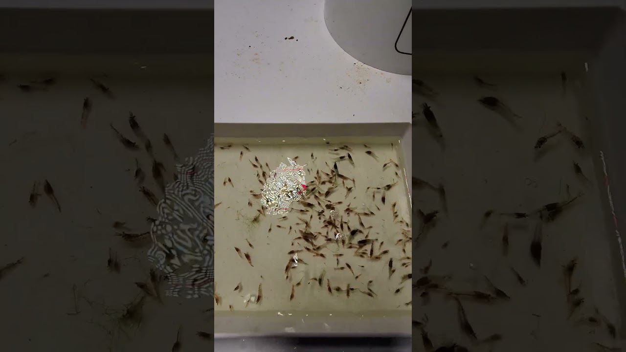 How I Harvest 1000's of Cherry Shrimp - Shrimp Farm Harvest 2026