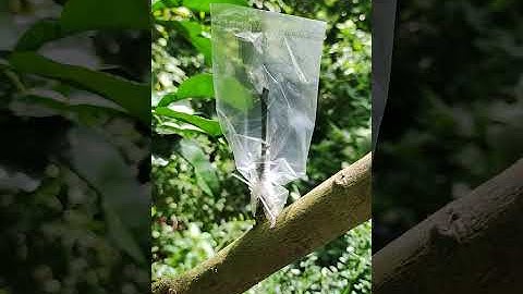 kỹ thuật ghép tranh vào bưởi nhe mọi người. em tay ngang.