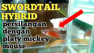 SWORDTAIL HYBRID (PERKAWINAN SWORDTAIL DENGAN PLATY MICKEY MOUSE)