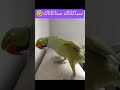 ستاكاتاك ترند حاليا