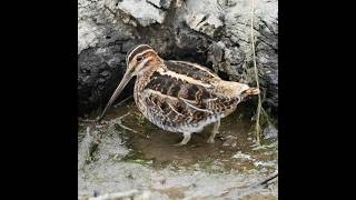 Wilson snipe: dancing queen