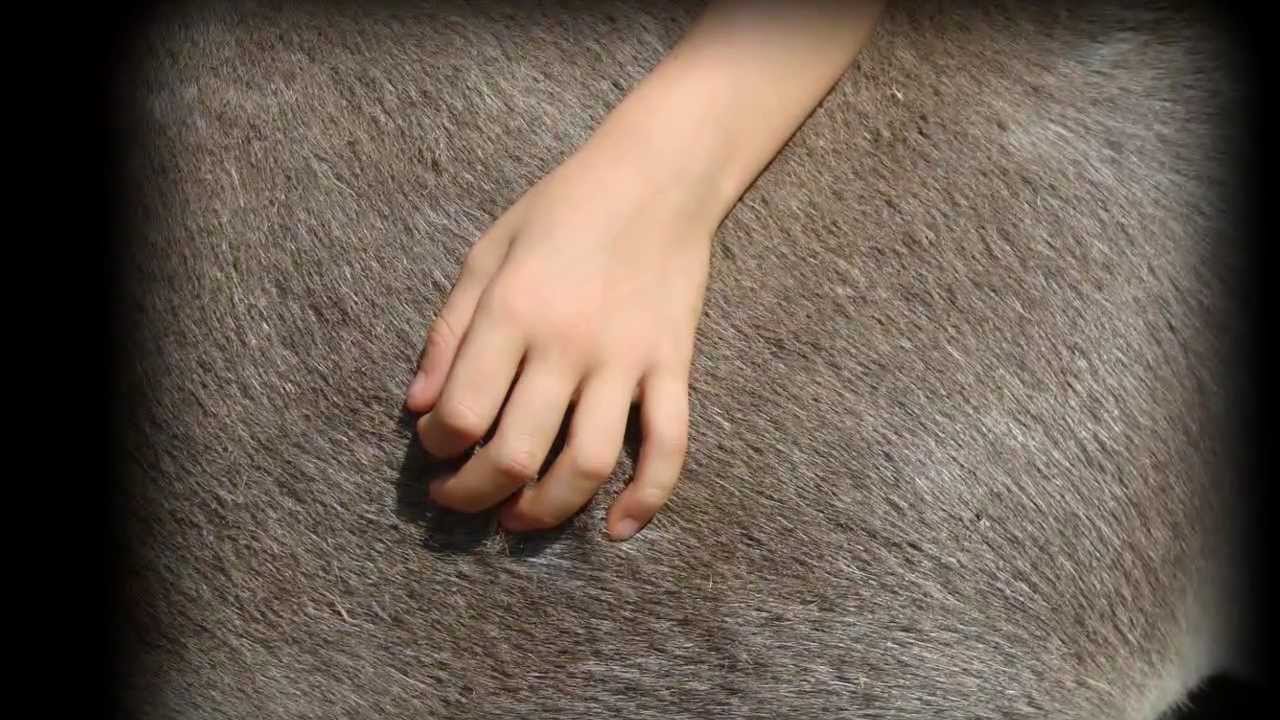 Asintrekking Centro Estivo 2012