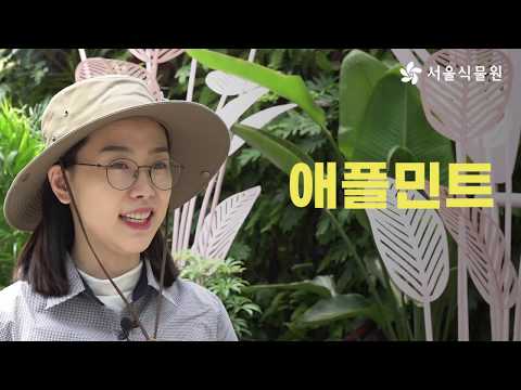 [열두달 가드닝] 애플민트 화분만들기