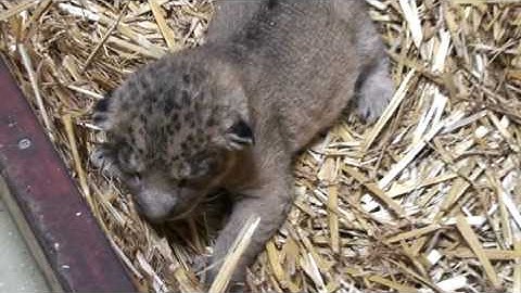 Geboorte Aziatische leeuw in Diergaarde Blijdorp - Birth of an Asiatic lion baby in Rotterdam Zoo