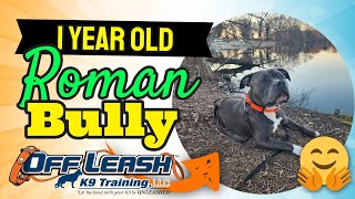 1 Year Old Bully (Roman) | Best Delaware Dog Trainers | Off Leash K9 Training Delaware