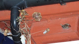 32 gjerdesmetter overnatter i ei tårnseilerkasse i Arendal. 32 Wrens roosting together in Arendal