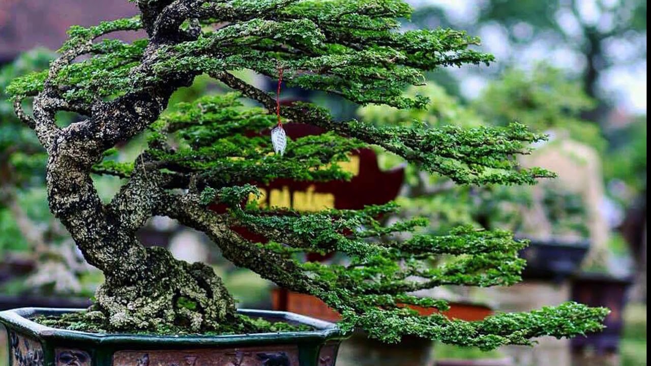 BONSAI MADE IN VIETNAM 2 YouTube