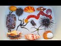 Finding hermit crab and ornamental fish crab conch snail shell starfish sea cucumber anemone