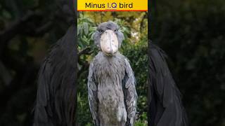 Shoebill | The stupid bird || zero i.q #shorts #shortvideo