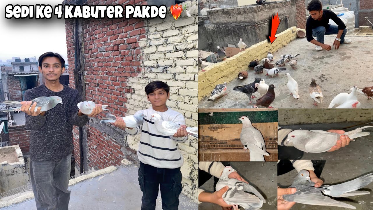 Sedi Ke 4 Kabuter Pakde Ek Sath ❤️‍🔥🕊️