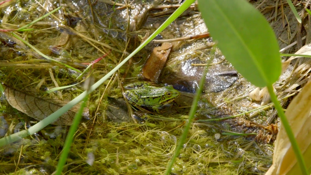 The Green Pool Frog