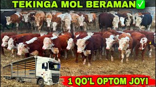 картинка: TEKINGA MOL BERAMAN 1 QO’L JOYI👍👍👍8 октября 2025 г.