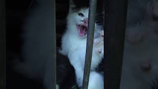 Feral Kittens Hisses #Kitten #Baby #Animals