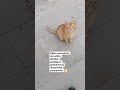 miniğim #kedi #catvideo #kedishorts #sorts #aboneol #destek #sevimlikedi #patidostu #istanbul