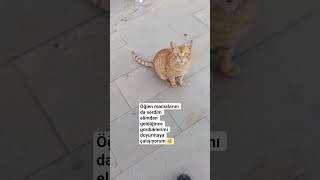 miniğim #kedi #catvideo #kedishorts #sorts #aboneol #destek #sevimlikedi #patidostu #istanbul