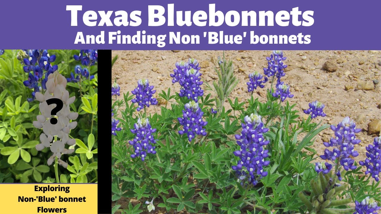 Texas Bluebonnets 2022| Exploring Non ‘Blue’ Bonnets