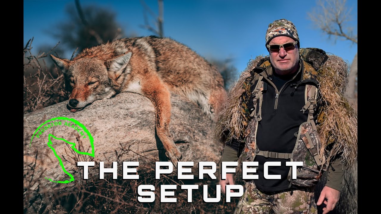 Coyote Hunting How to setup your stand getting started coyote