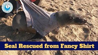 Seal Rescued from Fancy Shirt