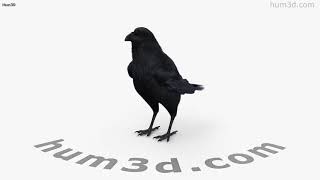 Raven 3D model by 3DModels.org