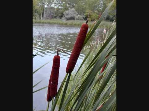 Cattail Summer