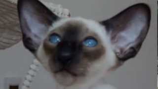 Siamese seal point kitten