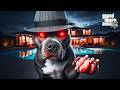 TERMİNATÖR MAFYA KÖPEĞİ OLUYOR! PİTBULL MAFYASI! - GTA 5