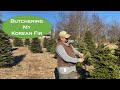 Heavy Shearing Korean Fir.  Trying a method to encourage my Korean Fir fill in.