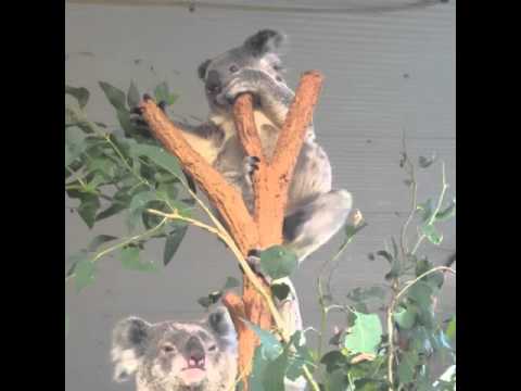 VIP Koala area at the Wild Animal Zoo Sydney
