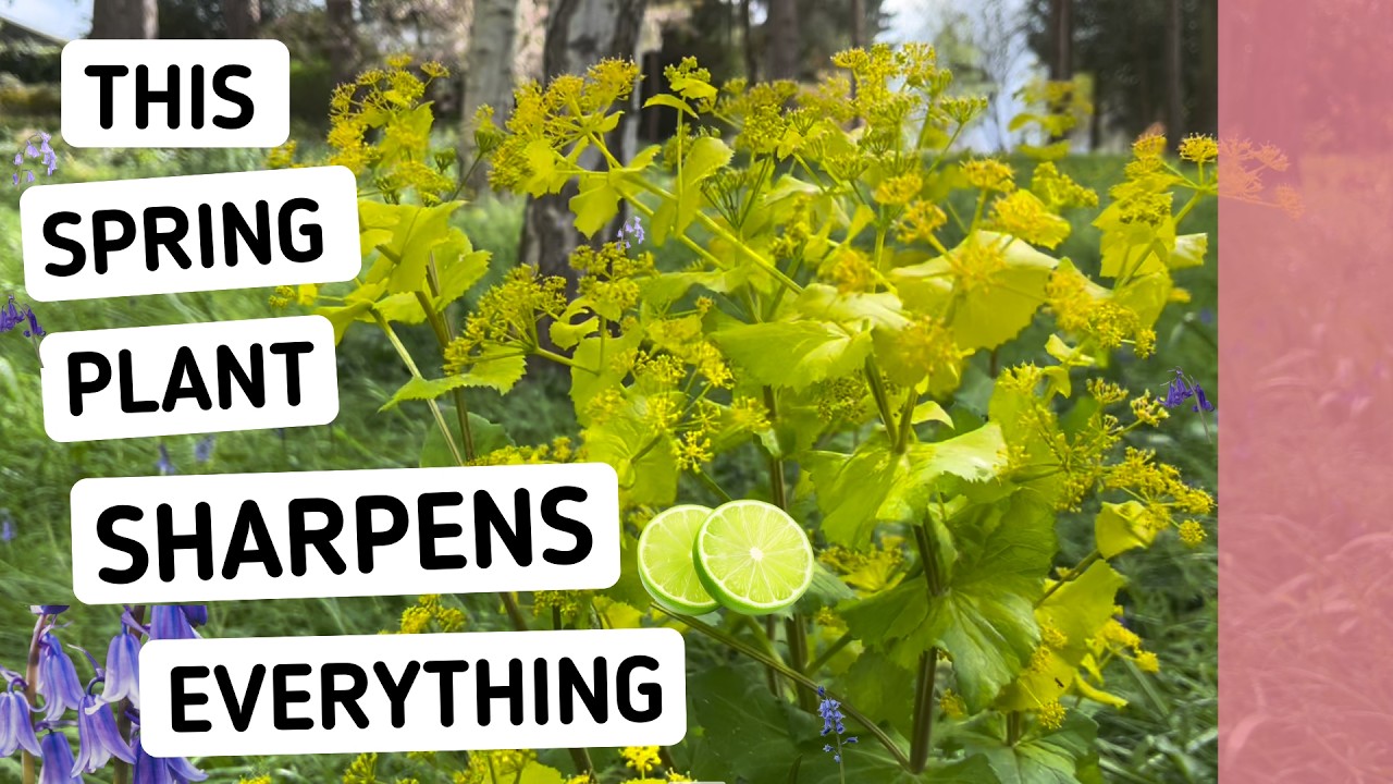 How to Set your Bluebells and Alliums Off with some Zing - ALEXANDERS (Smyrnium Perfoliatum)