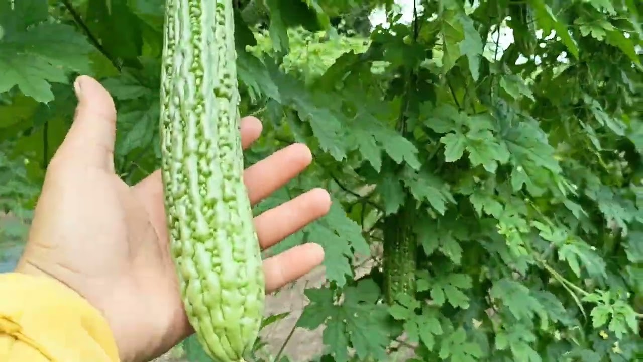 2hectares na Ampalaya 150,000 Weekly ang kinikita. Galaxy Max F1 and Thalia ampalaya ang Variety