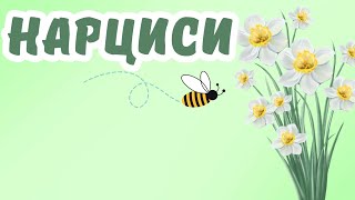 НАРЦИСИ | Розвиваючі вірші українською | ВІРШІ ДЛЯ МАЛЕНЬКИХ