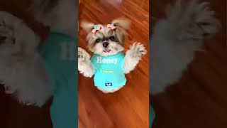 Mamá Hazme El Tinguiristinguis