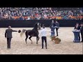 Proof that a real dutch harness horse is bred to be a showhorse