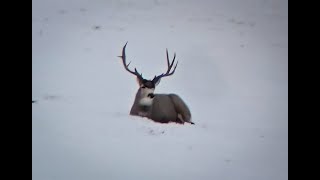 "Hanger" Part 1 Mule Deer Winter Range '24 - '25