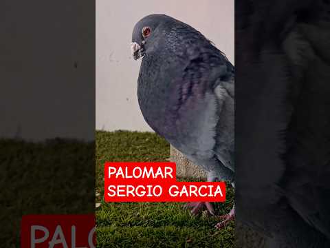 EN EL PALOMAR DE SERGIO GARCIA Y UN BORRADO DE CRIA #shortvideo