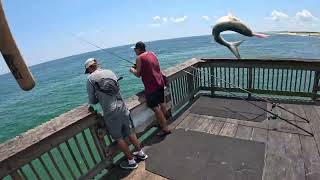 Sandbridge Fishing pier Bluefish fishing