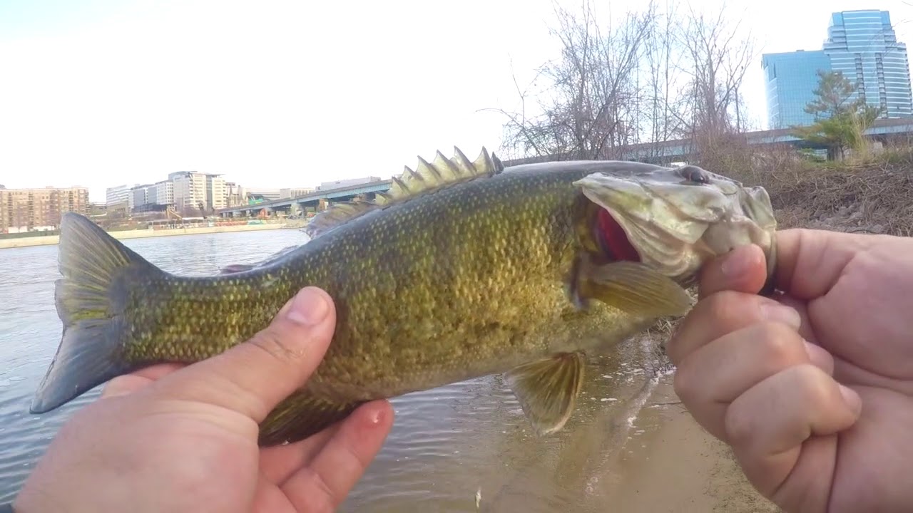 Is This Smallmouth Heaven? (New Personal Best)