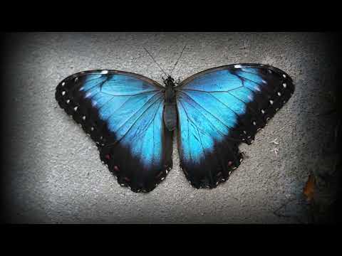 دويتو الاخرس  اتركني اعيش   