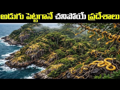 అత్యంత ప్రమాదకరమైన దీవి | Snake Island Brazil | Info Matters Telugu