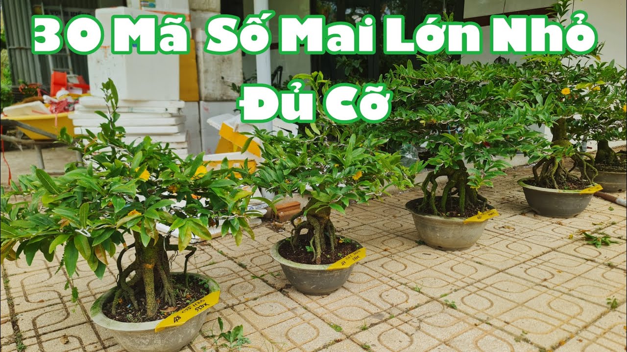 01/03. 30 Mã Số Mai Bonsai Lớn, Nhỏ, Combo 4 Cây 300...☎Út 0353777111