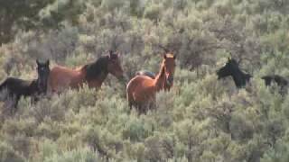 Wild Horses History