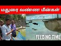 Feeding Aquarium Monsters - MADURAI ornamental Fish Farm