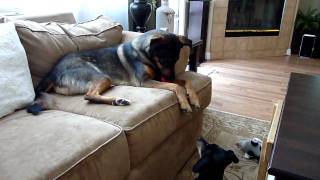Our German Shepherd Mix and our Dachshund playing