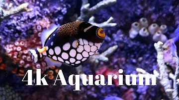 The Best 4K Aquarium for Relaxation II 🐠 Relaxing Oceanscapes - Sleep Meditation 4K UHD Screensaver